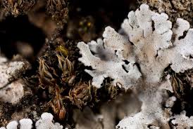 Attēlu rezultāti vaicājumam “Syntrichia papillosa”