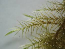 Attēlu rezultāti vaicājumam “Drepanocladus aduncus var. polycarpon”