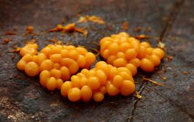 Attēlu rezultāti vaicājumam “Badhamia utricularis plasmodium”