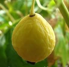 Attēlu rezultāti vaicājumam “Podophyllum hexandrum fruit”