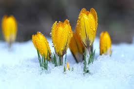 Attēlu rezultāti vaicājumam “Crocus”