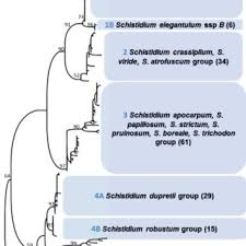 Attēlu rezultāti vaicājumam “Schistidium robustum sporophyte”