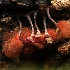 Attēlu rezultāti vaicājumam “Cribraria purpurea spores”