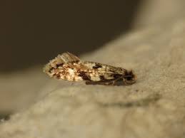 Attēlu rezultāti vaicājumam “Nemapogon cloacella”