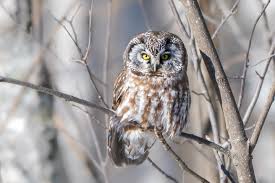 Image result for Aegolius funereus