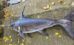 Image result for Xiphias gladius