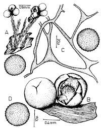 Attēlu rezultāti vaicājumam “Diderma cinereum”