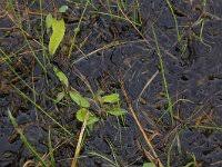 Attēlu rezultāti vaicājumam “Homalia trichomanoides sporophyte”