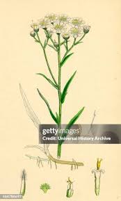 Attēlu rezultāti vaicājumam “Achillea ptarmica leaf”