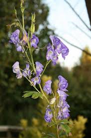 Attēlu rezultāti vaicājumam “Aconitum napellus flower”