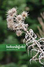 Image result for Ptilostemon afer