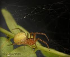 Attēlu rezultāti vaicājumam “Theridiidae”