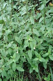 Attēlu rezultāti vaicājumam “Epilobium roseum”