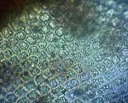 Attēlu rezultāti vaicājumam “Tritomaria exsectiformis cells”