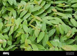 Attēlu rezultāti vaicājumam “Hypericum perforatum leaf”