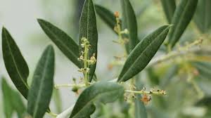 Attēlu rezultāti vaicājumam “Salix triandra fruit”