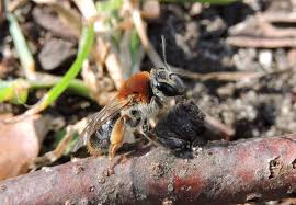 Attēlu rezultāti vaicājumam “Andrena haemorrhoa”