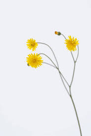 Attēlu rezultāti vaicājumam “Hypochaeris radicata fruit”