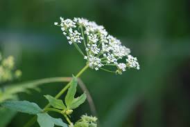 Attēlu rezultāti vaicājumam “Cicuta virosa leaf”