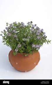 Image result for Bohnenkraut