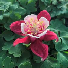 Image result for Aquilegia caerulea