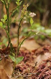 Attēlu rezultāti vaicājumam “Listera cordata fruit”