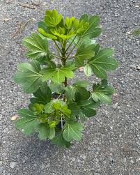 Attēlu rezultāti vaicājumam “Cribraria rubiginosa”