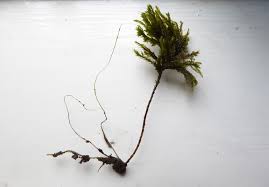 Attēlu rezultāti vaicājumam “Thamnobryum subserratum”