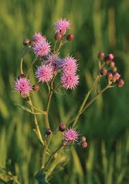 Attēlu rezultāti vaicājumam “Cirsium arvense flower”