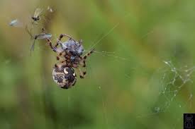 Attēlu rezultāti vaicājumam “Larinioides cornutus”