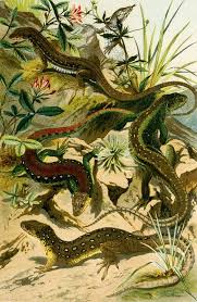 Attēlu rezultāti vaicājumam “Lacerta agilis”