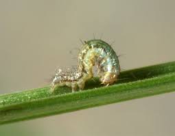 Attēlu rezultāti vaicājumam “Thalpophila matura”