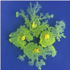 Attēlu rezultāti vaicājumam “Physarum bivalve plasmodium”