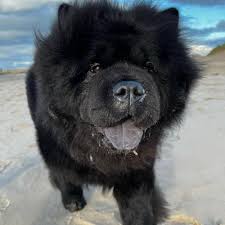 Znalezione obrazy dla zapytania chow