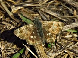 Attēlu rezultāti vaicājumam “Carcharodus floccifera upperside”
