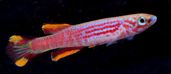 Image result for Aphyosemion