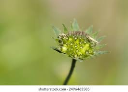 Image result for Knautia dipsacifolia