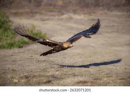 Attēlu rezultāti vaicājumam “Aquila chrysaetos adult”