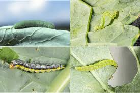 Attēlu rezultāti vaicājumam “Pieris rapae underside”