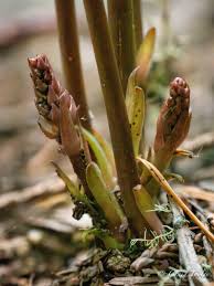 Attēlu rezultāti vaicājumam “Pyrola minor bud”