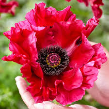 Attēlu rezultāti vaicājumam “Papaver orientale  flower”
