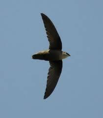 Image result for Chaetura pelagica