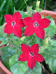 Image result for Nicotiana x sanderae