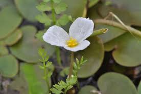 Attēlu rezultāti vaicājumam “Hydrocharis morsus-ranae flower”