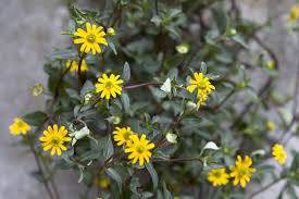 Image result for Sanvitalia procumbens