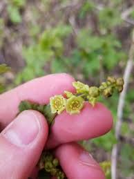 Attēlu rezultāti vaicājumam “Ribes rubrum flower”