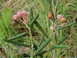 Attēlu rezultāti vaicājumam “Andromeda polifolia bud”
