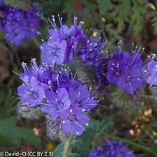 Image result for Phacelia