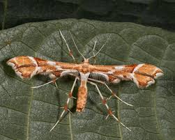 Attēlu rezultāti vaicājumam “Cnaemidophorus rhododactyla”