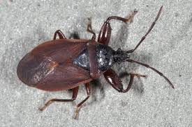 Attēlu rezultāti vaicājumam “Gastrodes grossipes”